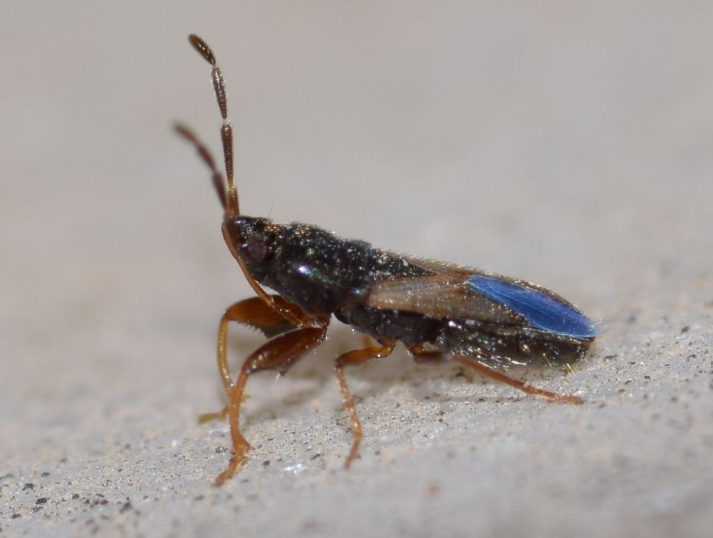 Lygaeidae: Tropistethus lanternae Linnavuori, 1960